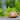 San Zu Zhu Piao 185cc - Yixing Handmade Teapot