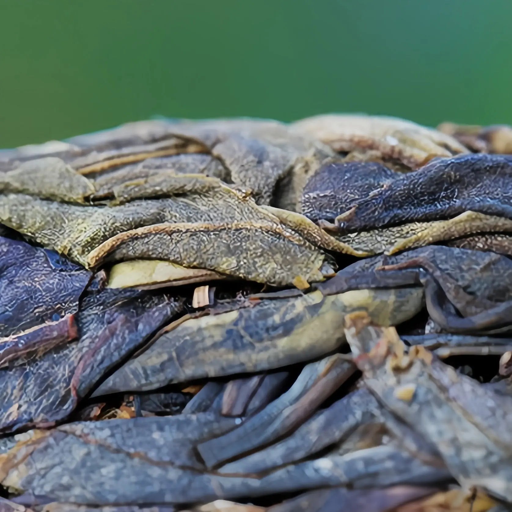 Huang Jin Ban Zhang Pu'er Tea - Fine Tea zycschina