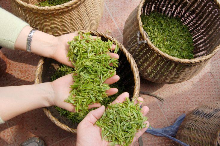 Among the six major types of tea, which ones need to be washed and which ones do not? - zycs_China