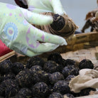 Long Zhu Pu'er Tea - Fine Tea zycschina