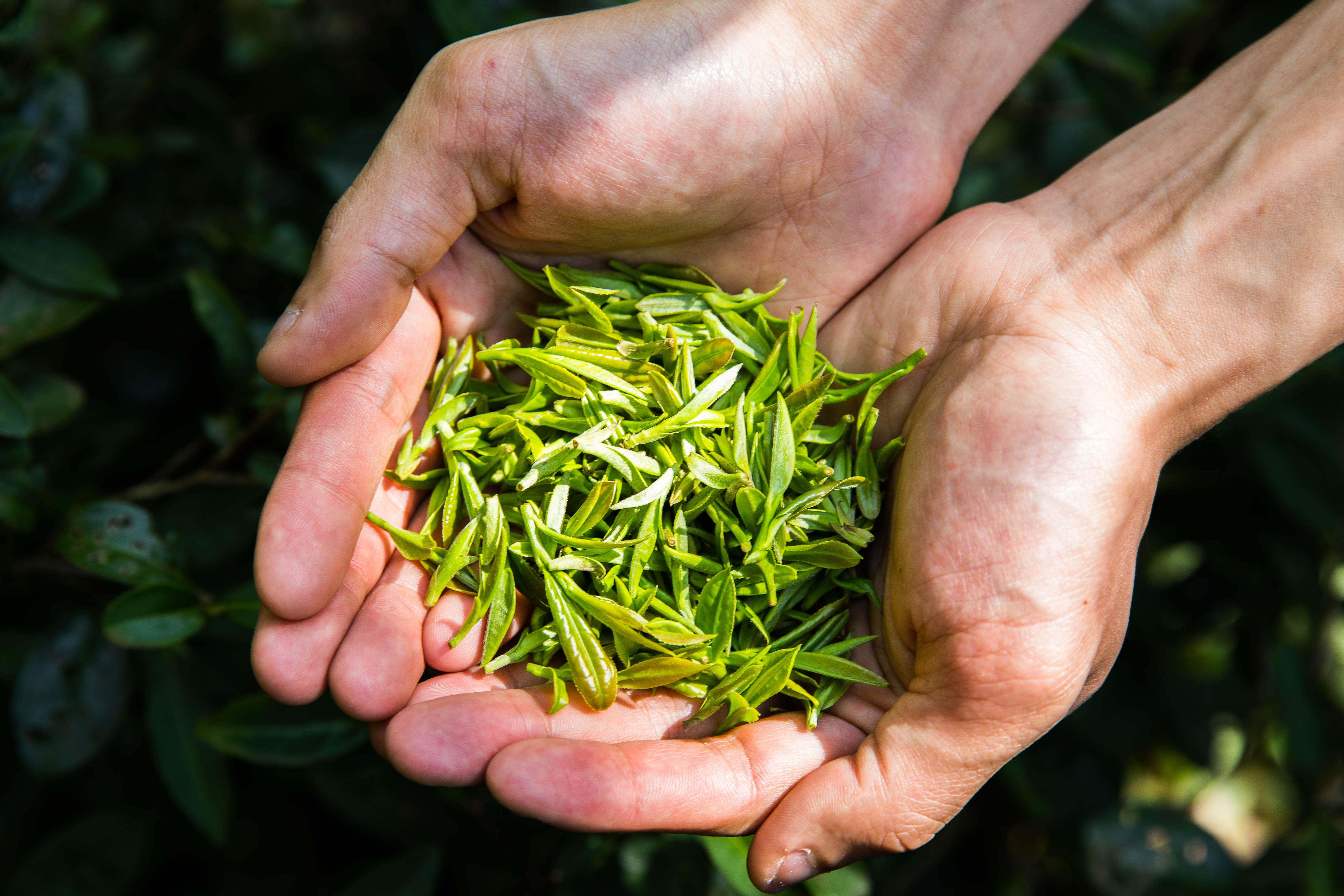 Fine Tea - zycs_China