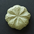 He Tang Lian Yun - Dry Bubble Tray 江苏宜兴