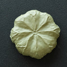 He Tang Lian Yun - Dry Bubble Tray 江苏宜兴