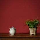 Meng Die - Yixing Handmade Gaiwan 江苏宜兴