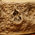 Shu Lai Bao - Dry Bubble Tray 江苏宜兴