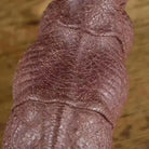 Xi Niu - Zisha Sculpture 江苏宜兴