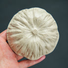 Chan Yun - Dry Bubble Tray - zycs_China