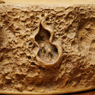 Shu Lai Bao - Dry Bubble Tray - zycs_China