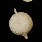 He 110cc - Yixing Handmade Teapot 江苏宜兴