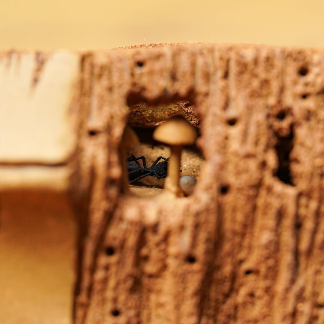 Zhu Bao Ping An - Dry Bubble Tray - zycs_China